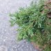 Borievka rozprestretá (Juniperus horizontalis) ´PRINCE OF WALES´ (-30°C) – 80-90 cm, kont.C14L – BONSAJ 